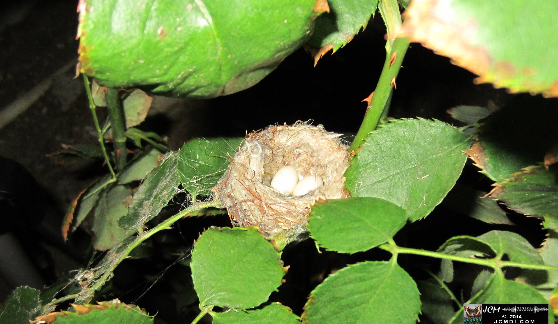 Allen's Hummingbird Nest with eggs